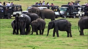 Wild elephant safari, Sri Lanka (2019)