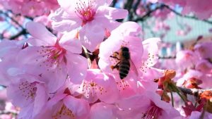 桜咲く これが恋というなら