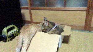 りりときなことさくら　もうすぐ二ヶ月　おてんば娘です。猫　子ネコ　赤ちゃん猫　kitten babycat
