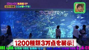 ズルいぞ！海遊館SP 20141103