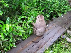 子連れの雄猿(野生)