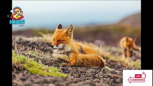 Animal Antics Poem for kids KIDS SCHOOL