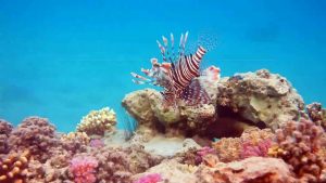 Los 10 países con mayor biodiversidad del mundo