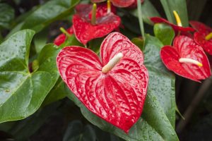 How to Grow and Care for Anthurium