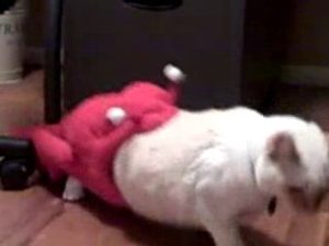 Funny Cats Great Cat Video