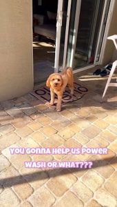A Dogs Failed Attempt at Helping Power-Wash