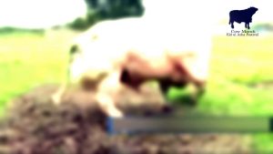 Heaviest Australian Bull