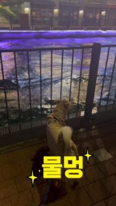 stare blankly at the water