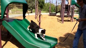 Wily Riley's Wild Ride - Skateboard Riding Australian Shepherd Puppy Dog