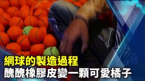 網球的製造過程 醜醜橡膠皮變一顆可愛橘子