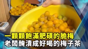 一顆顆飽滿肥碩的脆梅 老闆醃漬成好喝的梅子茶