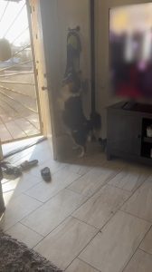 Clever Dog Shuts Door When Asked