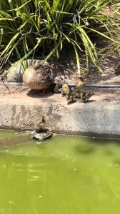 Ducklings Use Turtle as Step to Climb Onto Land