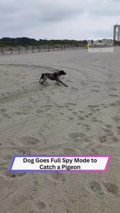 Dog Goes Full Spy Mode Chasing a Pigeon at the Beach