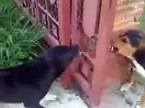 Funny - Dog battle but don't really want