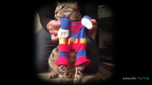 搞笑貓咪合集 funny cat compilation
