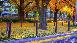 東京にもあったんだ！紅葉の名所 明治神宮外苑のイチョウ並木 TOKYO JAPAN GingkoTrees Avenue in tokyo