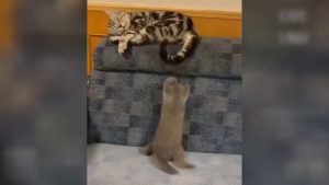 Interesting cat videos