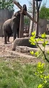 Cet éléphant s'amuse à mettre un tronc d'arbre en équilibre