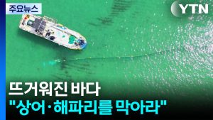 뜨거워진 바다..."상어·해파리를 막아라" / YTN