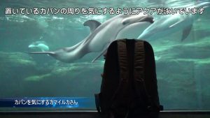 飯田祐巳が癒された！カバンを気にするカマイルカさん【海遊館】
