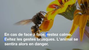 Frelons asiatiques : comment s'en protéger ?