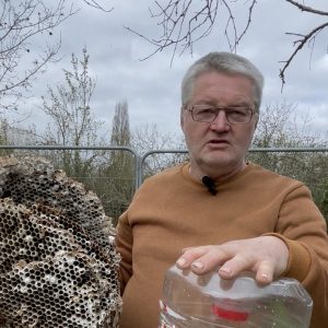 Les secrets de Cricrilabeille pour éradiquer le frelon asiatique