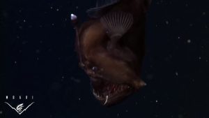 Première vidéo au monde d'une créature effrayante des abysses
