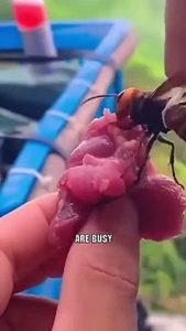 wasp