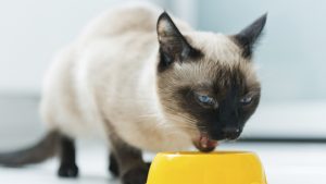 Mi gato tiene diarrea, ¿qué le doy?