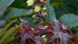 Los 8 récords más sorprendentes conseguidos por plantas