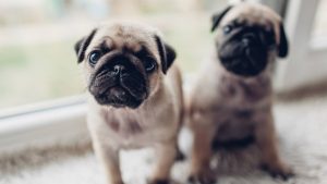 8 preguntas que debes hacerte antes de adquirir una mascota