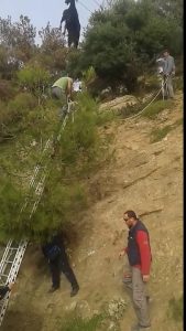 Une chèvre reste suspendue à des câbles électriques