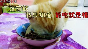 你今天喵了嗎 饅頭 吃飯的聲音 好大聲 好像很好吃