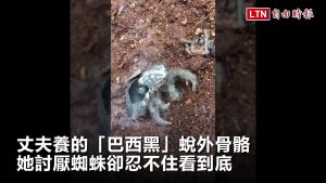 丈夫養的「巴西黑」蛻外骨骼 她討厭蜘蛛卻忍不住看到底(翻攝自爆廢公社)
