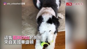 本尊現身？萌犬激似卡通人物爆紅 網友直呼：好想養！