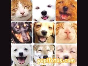 Experimentacion con Animales en empresas famosas