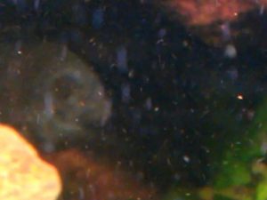 VIDEO0028