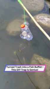 Plastic Bottle Becomes a Fish Buffet—DIY Hack That Works!