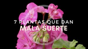 12 plantas negativas y que dan mala suerte en el hogar