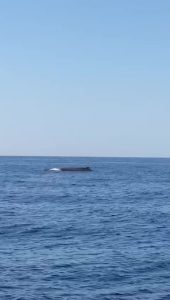 Un cachalot aperçu proche du cap d'Antibes durant l'expédition NaturaScan