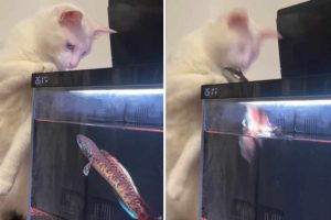 爆笑影片：貓咪盯著水族箱裡的魚看…結果超慘！