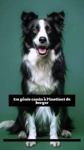 3 choses à savoir sur le Border Collie