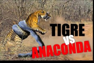 ANACONDA GEANT attaque TIGRE!! Qui va gagner??