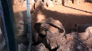 La tortue qui fait « Wow »