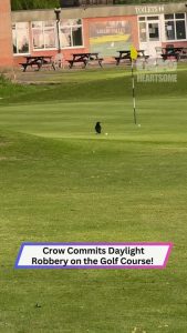 Crow Steals Golf Ball Mid-Game Like a Feathery Criminal!