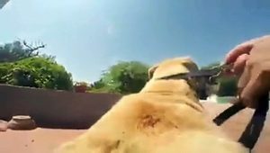 This dog loves the water