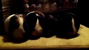 CAVIA PORCELLUS TURMERIC PARSLEY PIXIE DAVID 102_5803