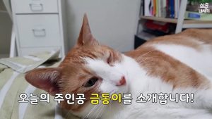 [심쿵내새끼] 캣닢 lover 금동이의 수상한 개인기