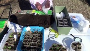 1-12-22. Preparing For Spring-Planting Flower Seeds On A Warm Winter Day.
